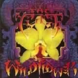 Cult - Wild Flower single