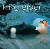 King Eider (Ned) - Somateria Spectabilis