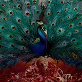Opeth - Sorceress (Limited Edition)