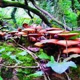 Mushroom Project, The - The Mushroom Project
