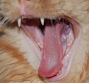 deathmetal