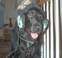 flydogz