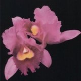 Opeth - Orchid