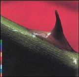 Nusrat Fateh Ali Khan & Michael Brook - Night Song