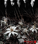 Dir en grey - Ain't Afraid To Die