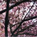 Current 93 - Hypnagogue