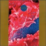 Death Ambient - Synaesthesia