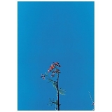 Newsom, Joanna - Joanna Newsom & the Ys Street Band EP