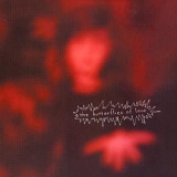 The Butterflies Of Love - Famous Problems