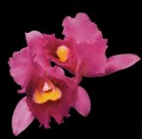 Opeth - Orchid