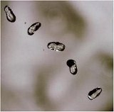 Peter Gabriel - UP