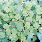 My Little Lover - Organic