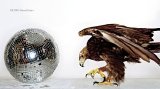 New Order - Retro (Disc 3)