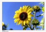 Various artists - Sounds of Spring