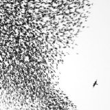 Wilco - Sky Blue Sky