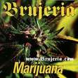 Brujeria - Marijuana