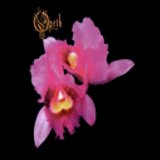 Opeth - Orchid