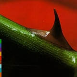 Nusrat Fateh Ali Khan, Michael Brook - Night Song