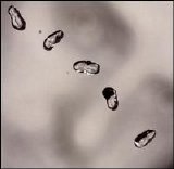 Peter Gabriel - Up