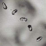 Peter Gabriel - Up