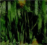 The Promise Ring - Wood/Water