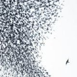 Wilco - Sky Blue Sky
