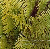 Edgar Froese - Epsilon in Malaysian Pale