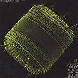 The Strand - Diatom