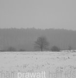 Prawatt - Half Los
