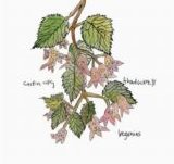 Caitlin Cary & Thad Cockrell - Begonias