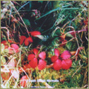 Tirath Singh Nirmala - Blossom Dawn Freckles