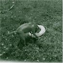 Big Satan - Souls Saved Hear