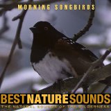 Best Nature Sounds - Morning Songbirds