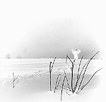 Timo Rautiainen & Trio Niskalaukaus - In Frostigen Tälern