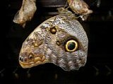 Various artists - The Big Music: The Chrysalis Butterfly Ball