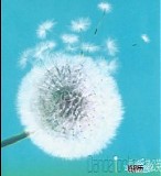 Various artists - Dandelion Love 愛情蒲公英