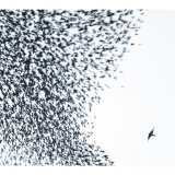 s2z - Wilco- Sky Blue Sky