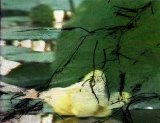 William Basinski - The Garden of Brokenness
