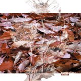 Marsen Jules - Herbstlaub