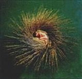 Peter Gabriel - Ovo