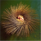 Peter Gabriel - Ovo: the Millennium Show