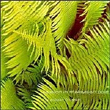 Edgar Froese - Epsilon in malaysian pale