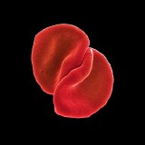 Peter Gabriel - Scratch My Back