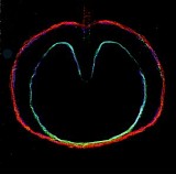 XTC - Wasp Star [Apple Venus Volume 2]