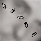 Peter Gabriel - Up