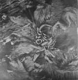 Cranioclast - Rats Can Coil Cats Can Roil