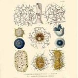 Medeski Martin & Wood - Explorarians - Live