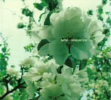 Kettel - Volleyed Iron