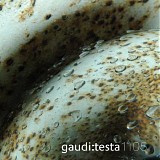 Gaudi & Antonio Testa - Gaudi:Testa 1105