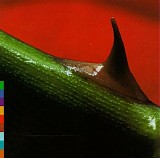 Nusrat Fateh Ali Khan/Michael Brook - Night Song